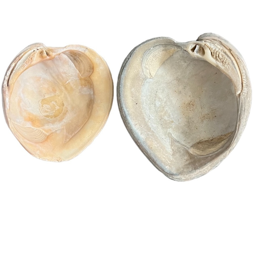 Vintage Large Clam Shell White Natural Seashell Home Indoor Beach Sea Side Decor